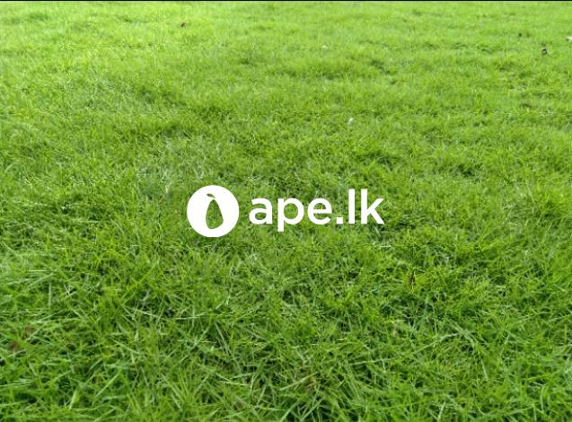 Malaysian/Australian carpet Grass 