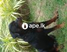  Cross ????? ???? Rottweiler ??????? ??.