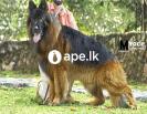 German shepherd puppies 
