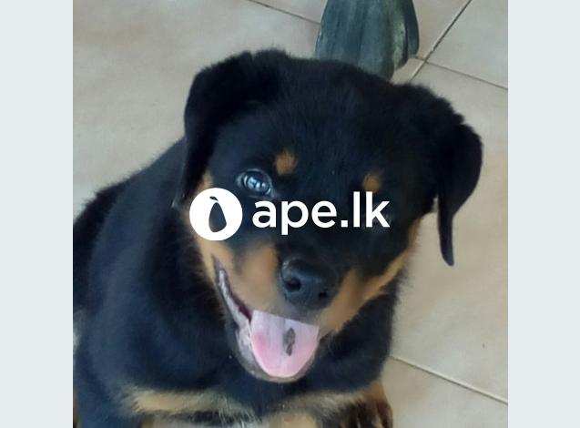 Rottweiler puppy for sale 