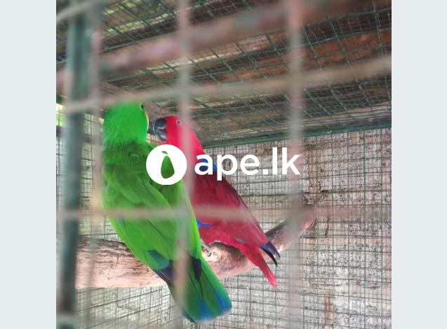 Eclectus Parrot breeding pair