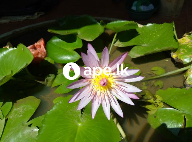 Bangkok Water lily